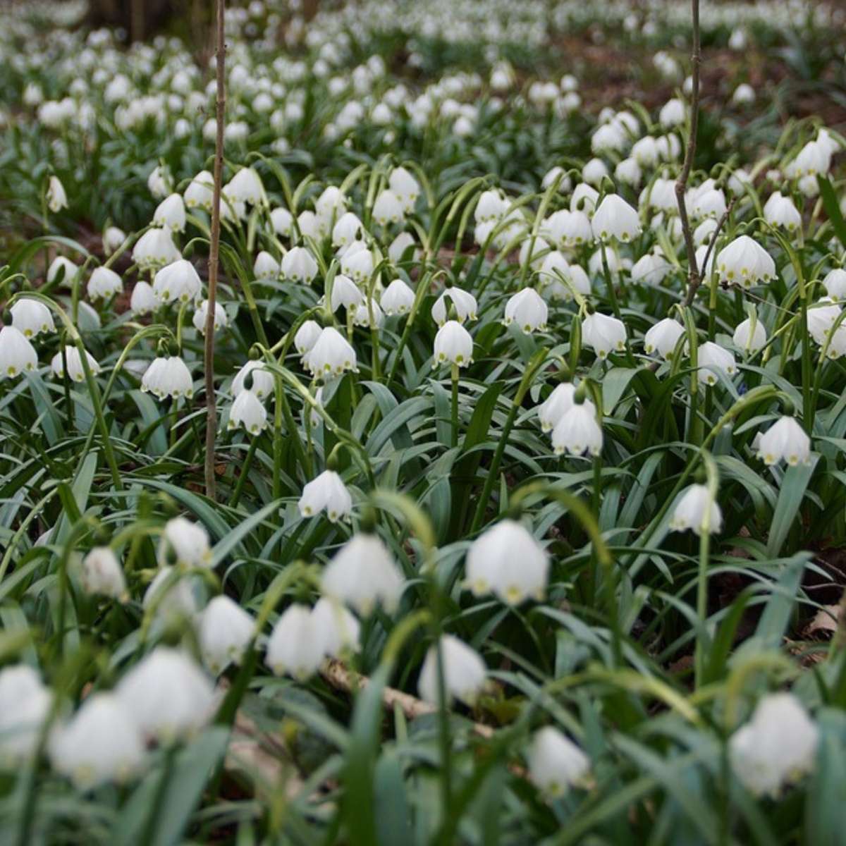 Ghiocel de baltă - 20 buc - Leucojum aestivium - Bulbi de flori - Alb