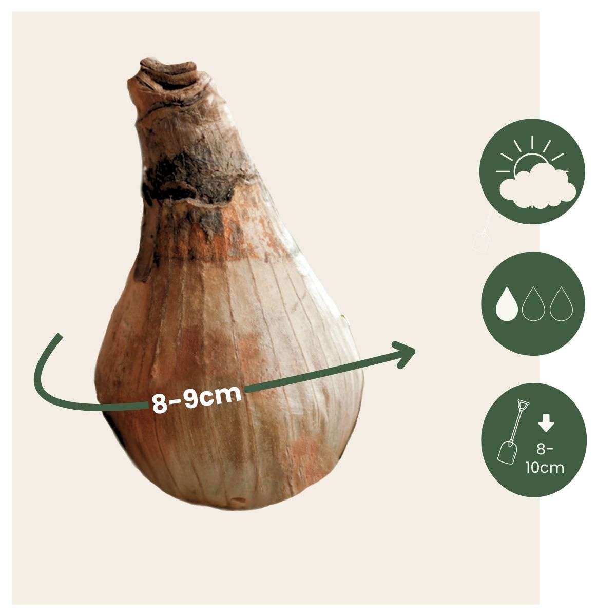 Ghiocel de baltă - 20 buc - Leucojum aestivium - Bulbi de flori - Alb