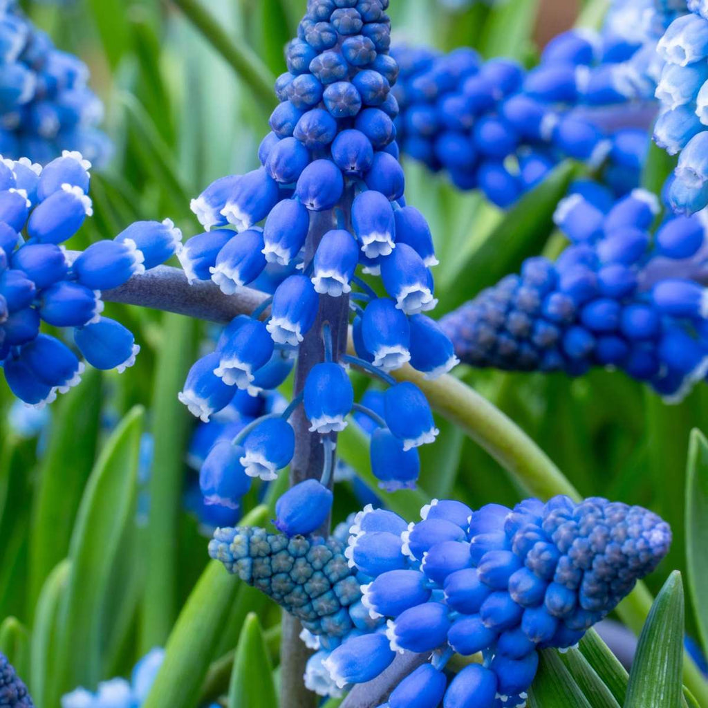 Zambilă struguraș - 100 buc - Muscari armeniacum - Bulbi de flori - Albastru