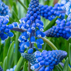 Zambilă struguraș - 100 buc - Muscari armeniacum - Bulbi de flori - Albastru