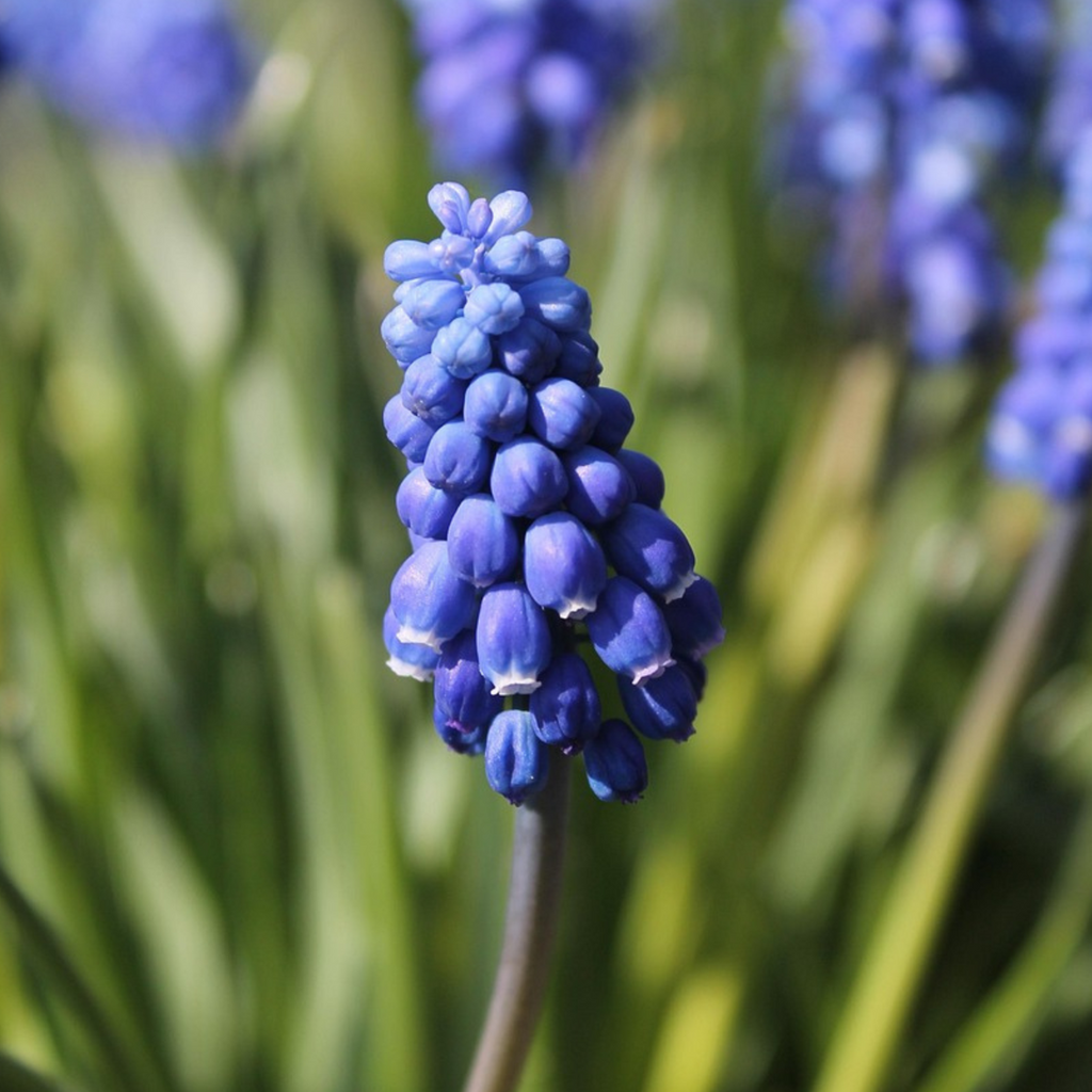 Zambilă struguraș - 100 buc - Muscari armeniacum - Bulbi de flori - Albastru