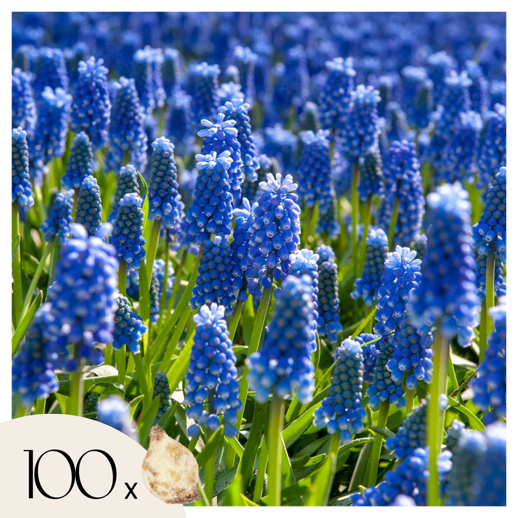Zambilă struguraș - 100 buc - Muscari armeniacum - Bulbi de flori - Albastru