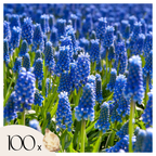 Zambilă struguraș - 100 buc - Muscari armeniacum - Bulbi de flori - Albastru