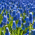 Zambilă struguraș - 100 buc - Muscari armeniacum - Bulbi de flori - Albastru