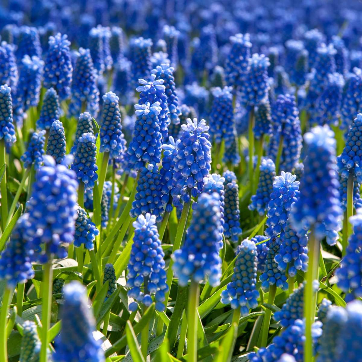 Zambilă struguraș - 100 buc - Muscari armeniacum - Bulbi de flori - Albastru