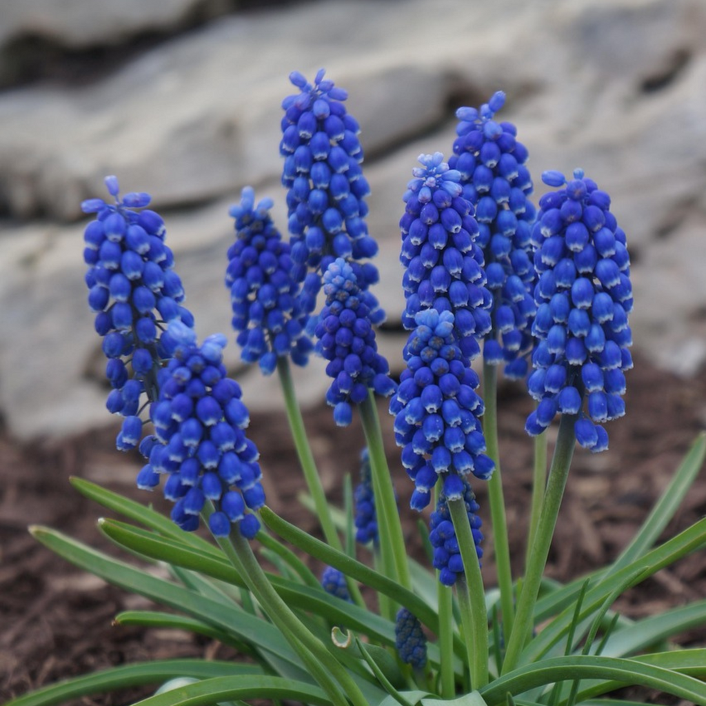 Zambilă struguraș - 200 buc - Muscari armeniacum - Bulbi de flori - Albastru