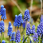 Zambilă struguraș - 200 buc - Muscari armeniacum - Bulbi de flori - Albastru
