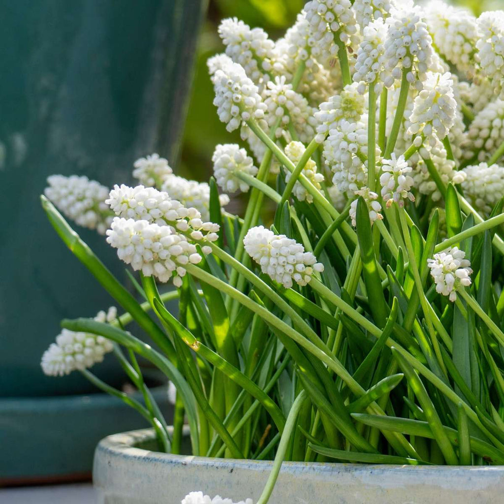 Amestecul de Muscari - 50 buc - Muscari 'White Magic' - Bulbi de flori - Alb