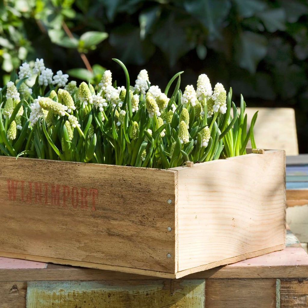 Amestecul de Muscari - 50 buc - Muscari 'White Magic' - Bulbi de flori - Alb