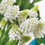 Amestecul de Muscari - 50 buc - Muscari 'White Magic' - Bulbi de flori - Alb
