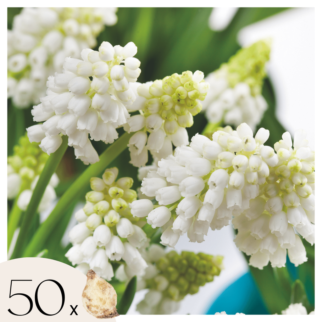 Amestecul de Muscari - 50 buc - Muscari 'White Magic' - Bulbi de flori - Alb