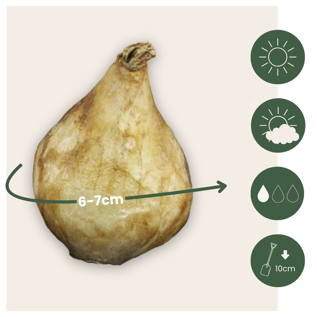 Amestecul de Muscari - 50 buc - Muscari 'White Magic' - Bulbi de flori - Alb