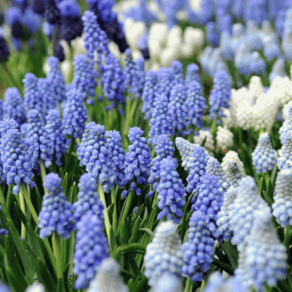 Amestecul de Muscari - 50 buc - Muscari 'Magic Mix' - Bulbi de flori
