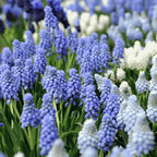 Amestecul de Muscari - 50 buc - Muscari 'Magic Mix' - Bulbi de flori