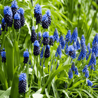 Amestecul de Muscari - 50 buc - Muscari 'Magic Mix' - Bulbi de flori