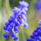Amestecul de Muscari - 50 buc - Muscari 'Magic Mix' - Bulbi de flori