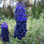 Amestecul de Muscari - 50 buc - Muscari 'Magic Mix' - Bulbi de flori