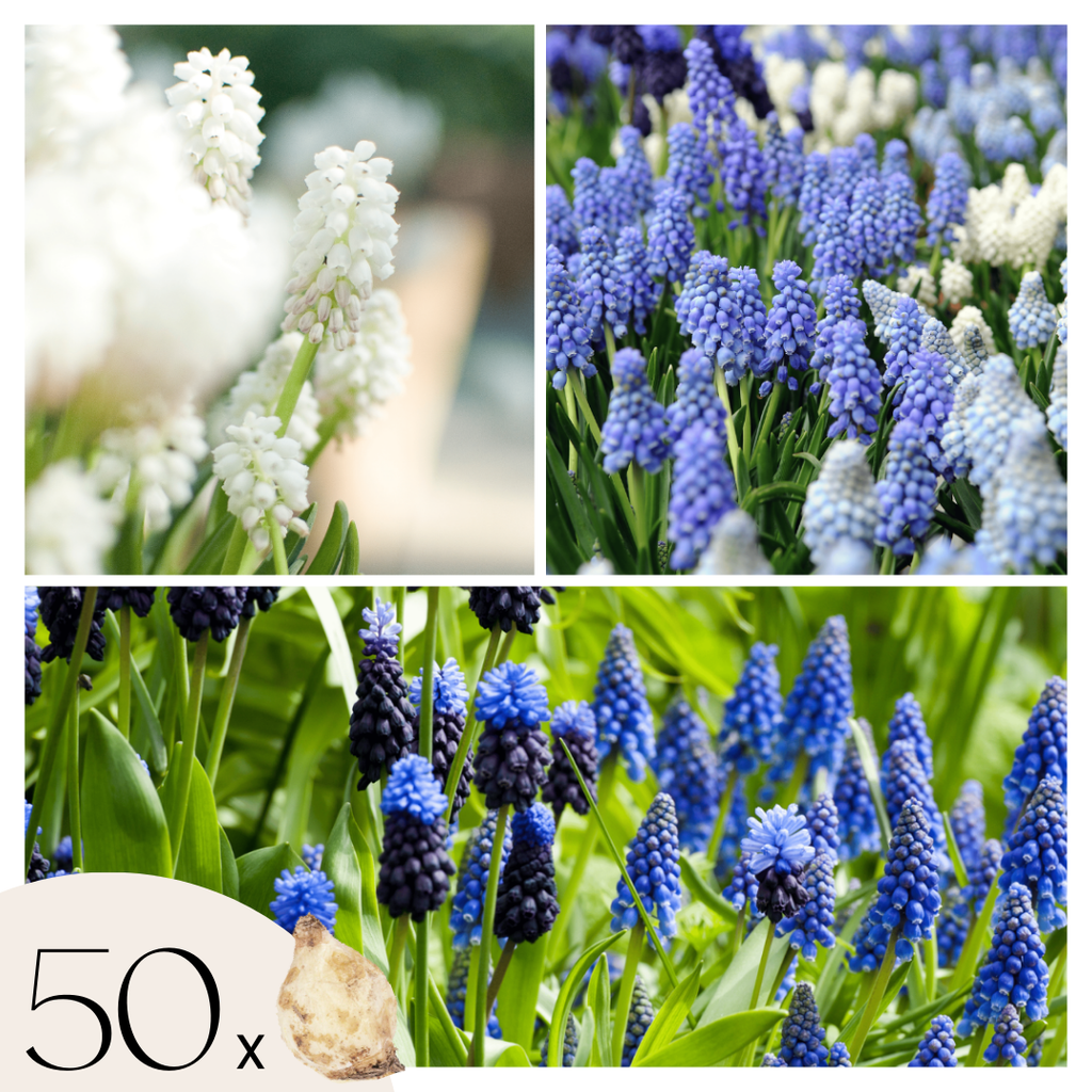 Amestecul de Muscari - 50 buc - Muscari 'Magic Mix' - Bulbi de flori