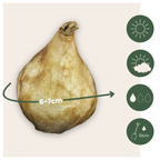 Amestecul de Muscari - 50 buc - Muscari 'Magic Mix' - Bulbi de flori