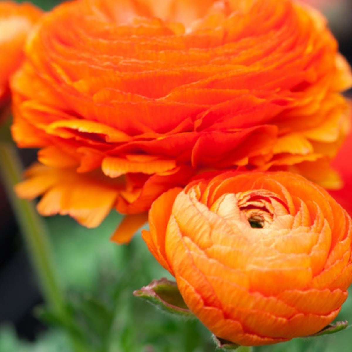 Piciorul Cocosului - 80 buc - Ranunculus - Bulbi de flori