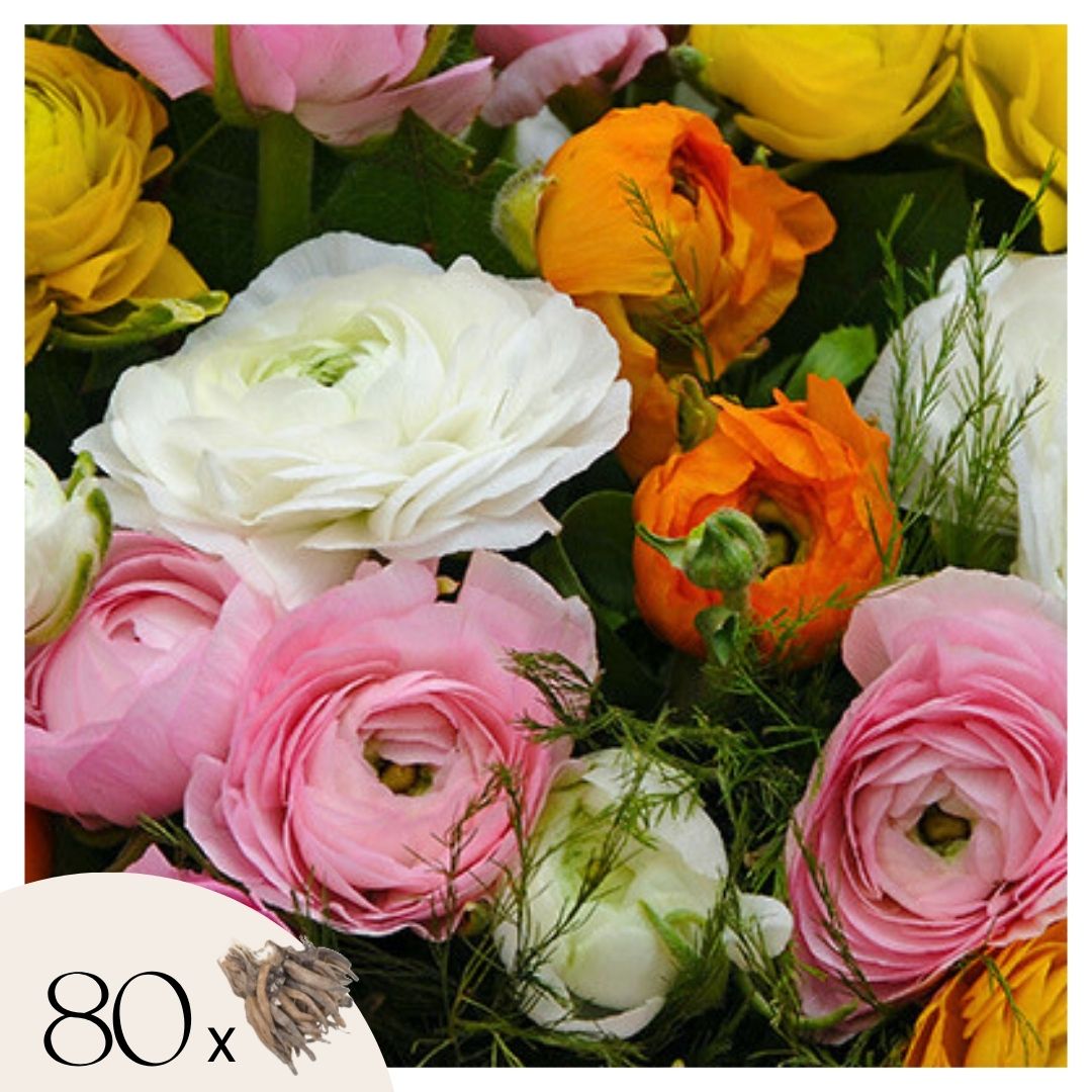 Piciorul Cocosului - 80 buc - Ranunculus - Bulbi de flori