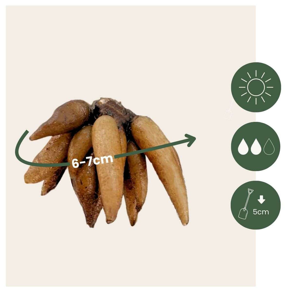 Piciorul Cocosului - 80 buc - Ranunculus - Bulbi de flori