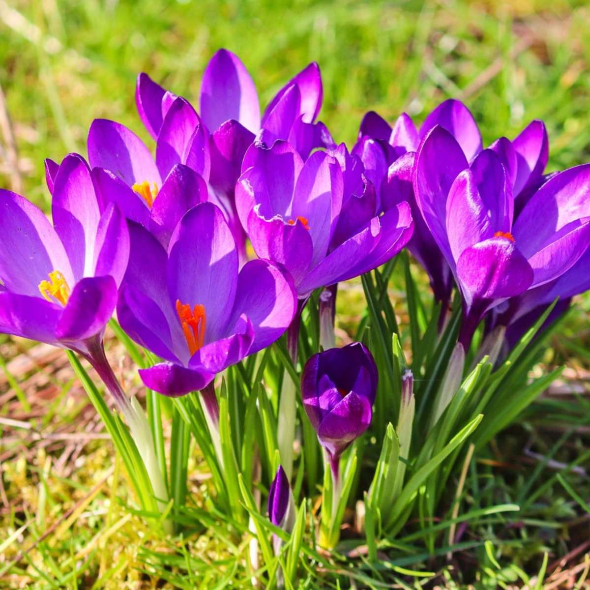 Bulbi de crocus - 200 buc - Crocus 'Ruby Giant' - Bulbi de flori - Violet