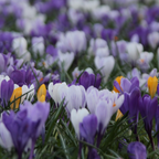 Bulbi de crocus - 30 buc - Crocus Large Flowering Mix - Bulbi de flori