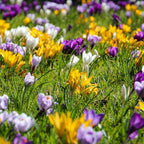 Bulbi de crocus - 30 buc - Crocus Large Flowering Mix - Bulbi de flori