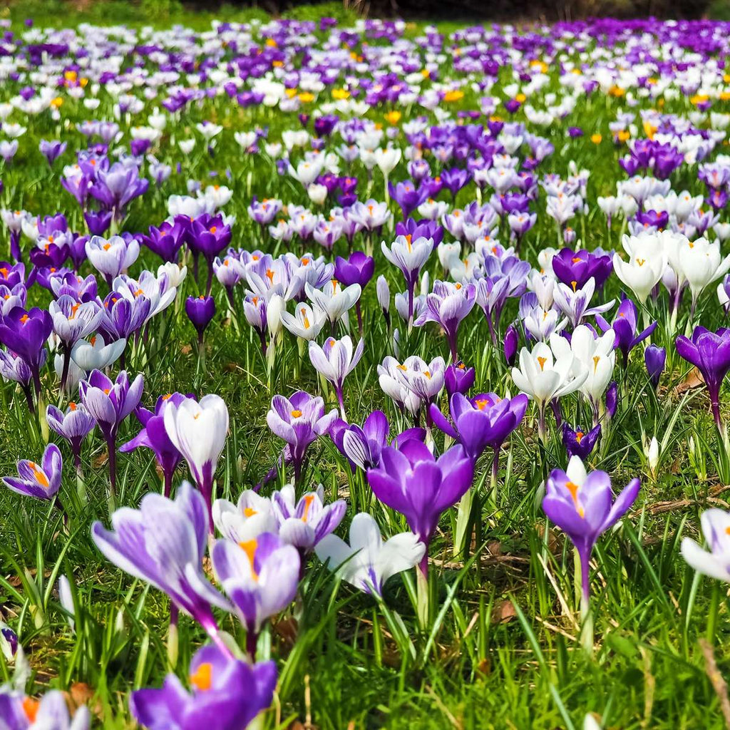 Bulbi de crocus - 30 buc - Crocus Large Flowering Mix - Bulbi de flori