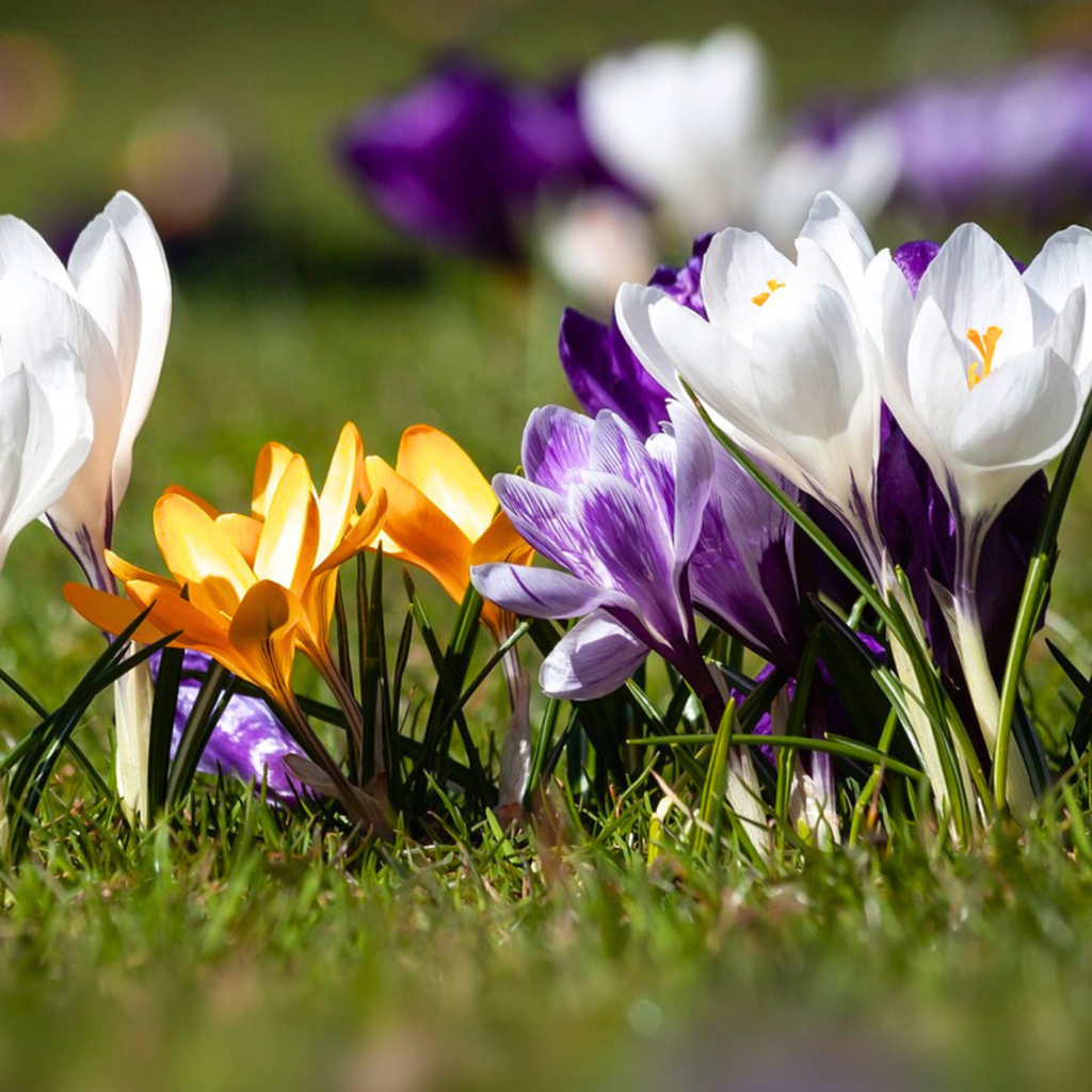 Bulbi de crocus - 30 buc - Crocus Large Flowering Mix - Bulbi de flori