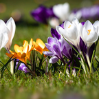 Bulbi de crocus - 30 buc - Crocus Large Flowering Mix - Bulbi de flori