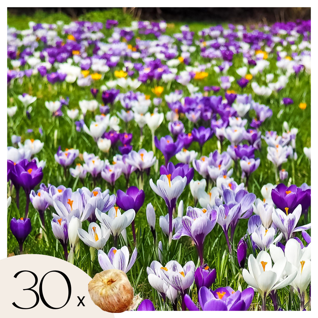 Bulbi de crocus - 30 buc - Crocus Large Flowering Mix - Bulbi de flori