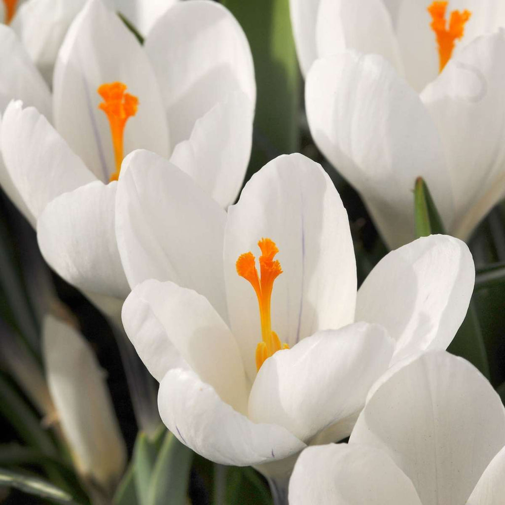 Bulbi de crocus - 30 buc - Crocus 'White' - Bulbi de flori - Alb