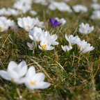 Bulbi de crocus - 30 buc - Crocus 'White' - Bulbi de flori - Alb