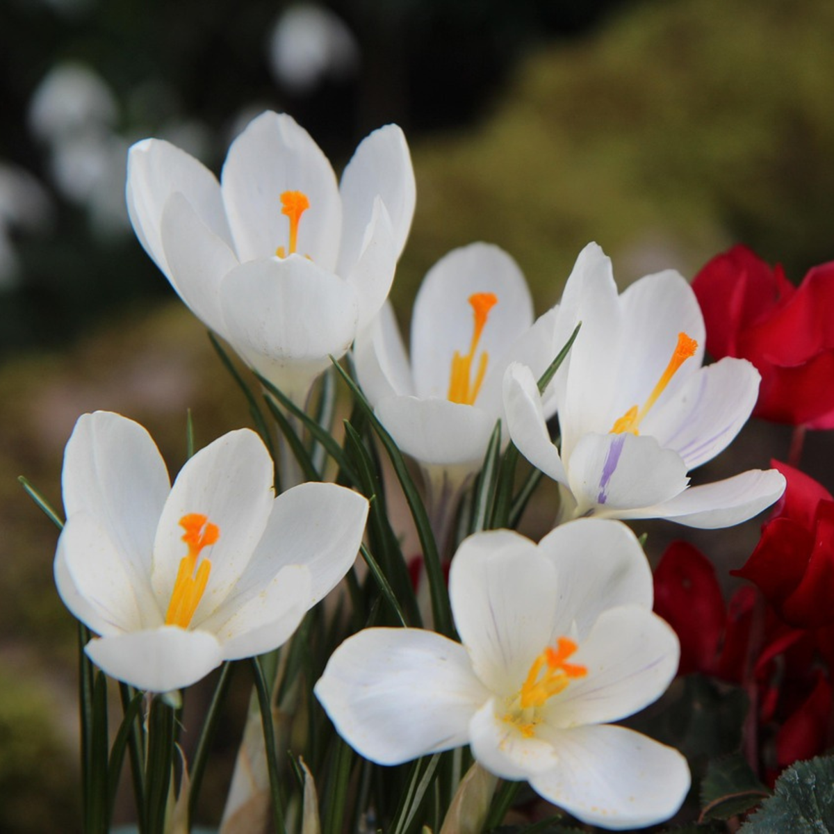 Bulbi de crocus - 30 buc - Crocus 'White' - Bulbi de flori - Alb