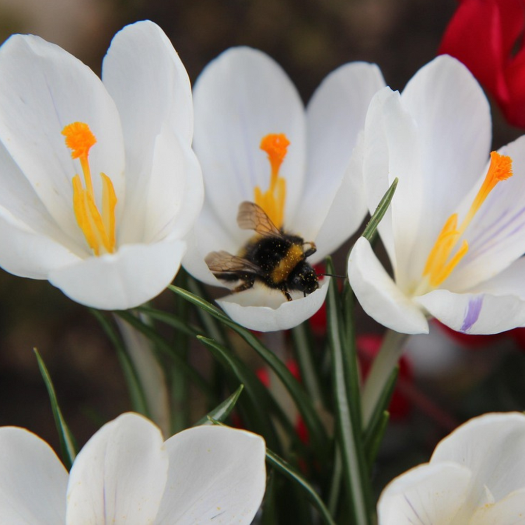 Bulbi de crocus - 30 buc - Crocus 'White' - Bulbi de flori - Alb