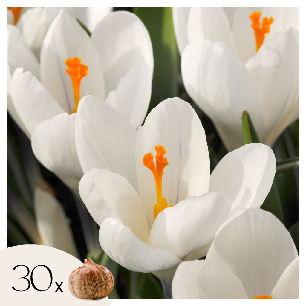 Bulbi de crocus - 30 buc - Crocus 'White' - Bulbi de flori - Alb