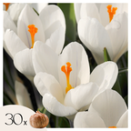 Bulbi de crocus - 30 buc - Crocus 'White' - Bulbi de flori - Alb
