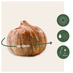 Bulbi de crocus - 30 buc - Crocus 'White' - Bulbi de flori - Alb