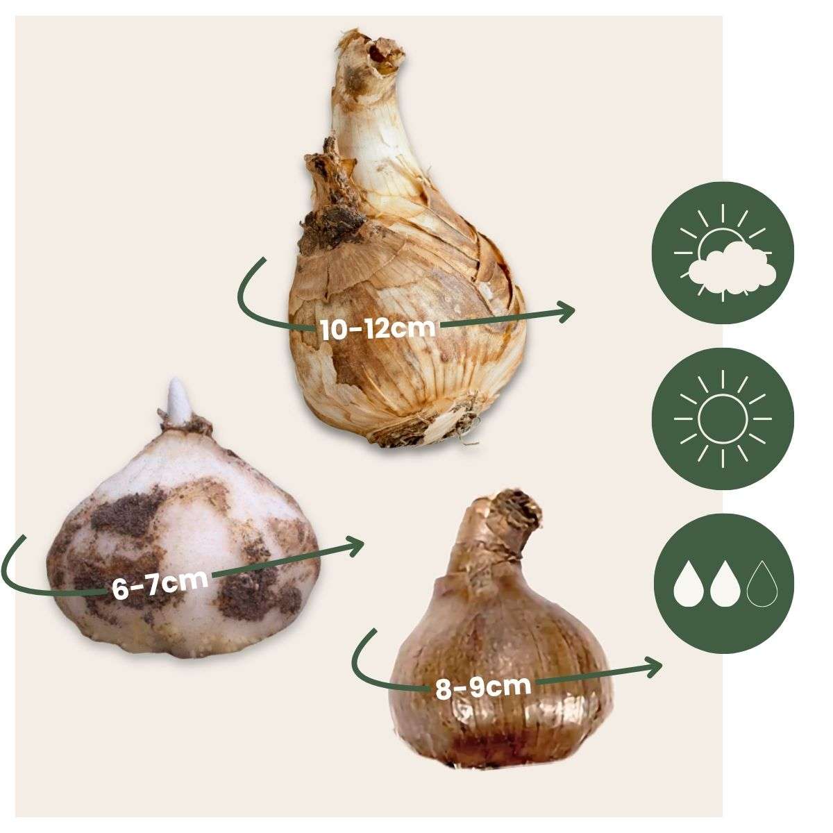 Cutie Grădină Umedă - 30 bulbi pentru zone umede și ploioase