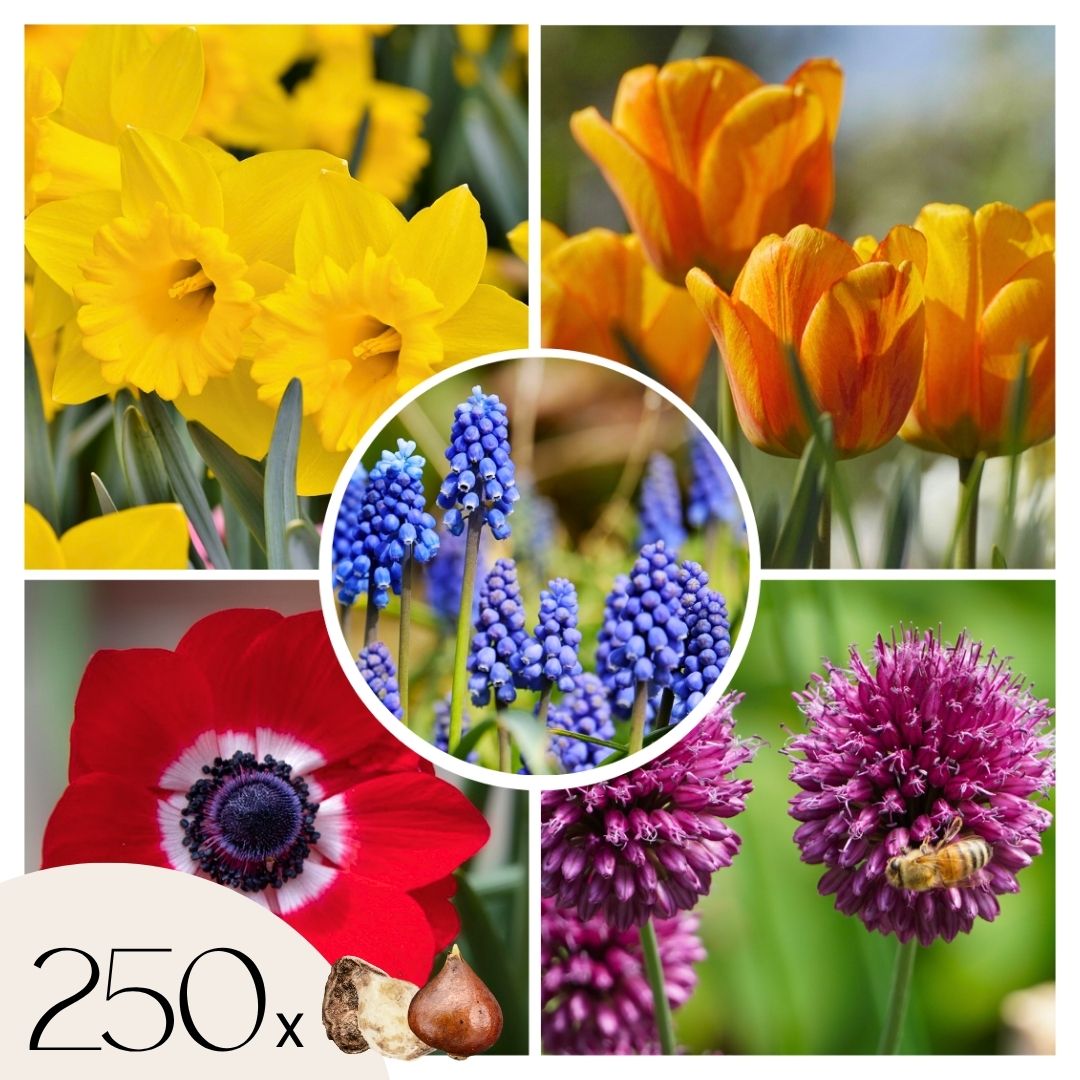 Amestecul de bulbi de flori - 250 buc - Tulipa, Anem. Narcis. Allium, Muscari
