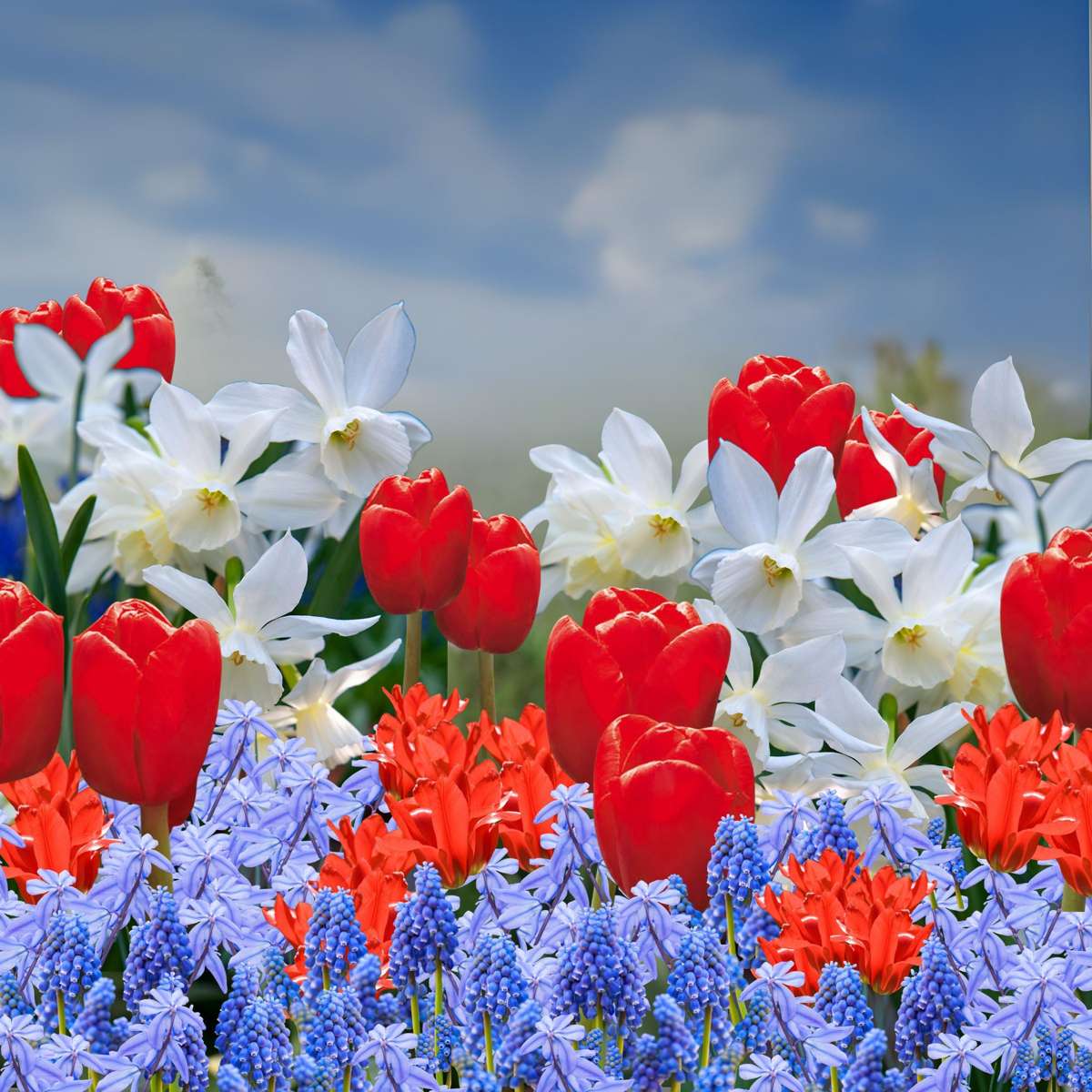 Bulbi de flori olandezi - 125 buc - Tulipa, Narcissus, Scilla, Allium, Muscari