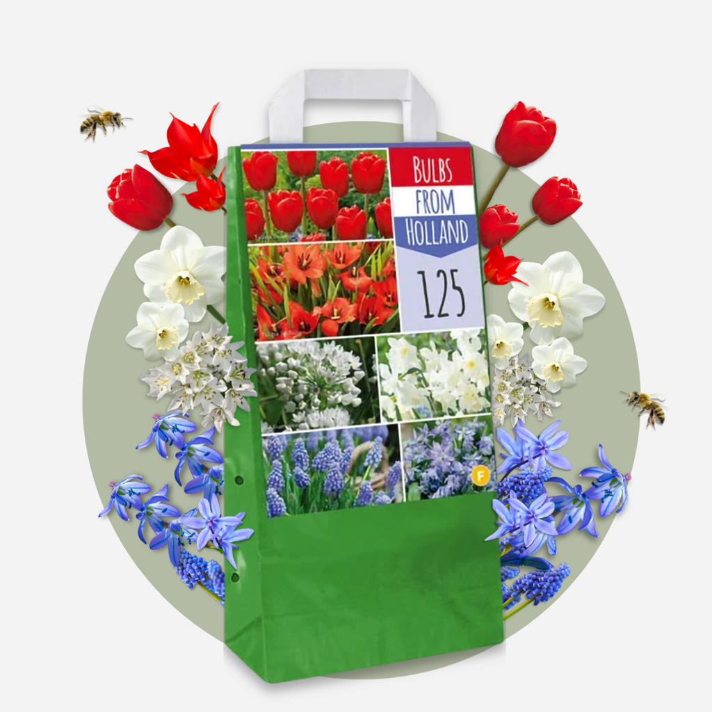 Bulbi de flori olandezi - 250 buc - Tulipa, Narcissus, Scilla, Allium, Muscari