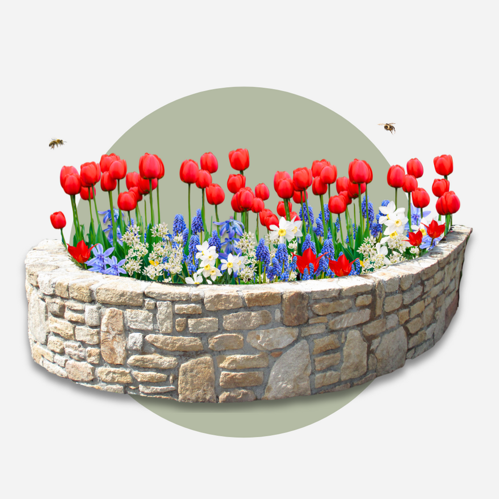 Bulbi de flori olandezi - 250 buc - Tulipa, Narcissus, Scilla, Allium, Muscari