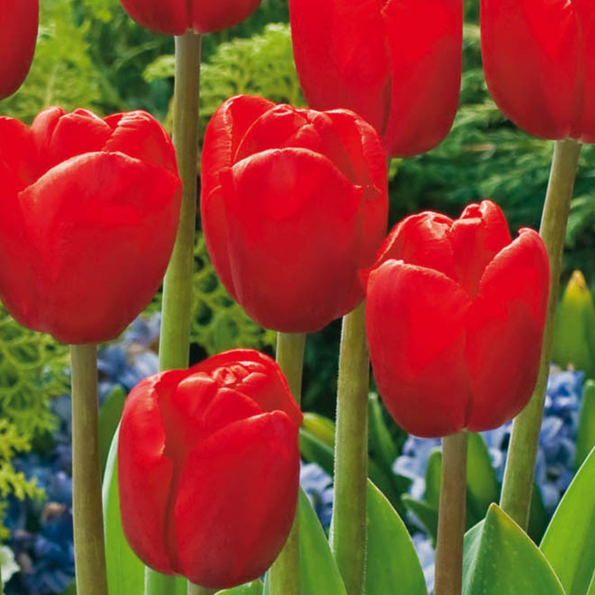 Bulbi de flori olandezi - 250 buc - Tulipa, Narcissus, Scilla, Allium, Muscari