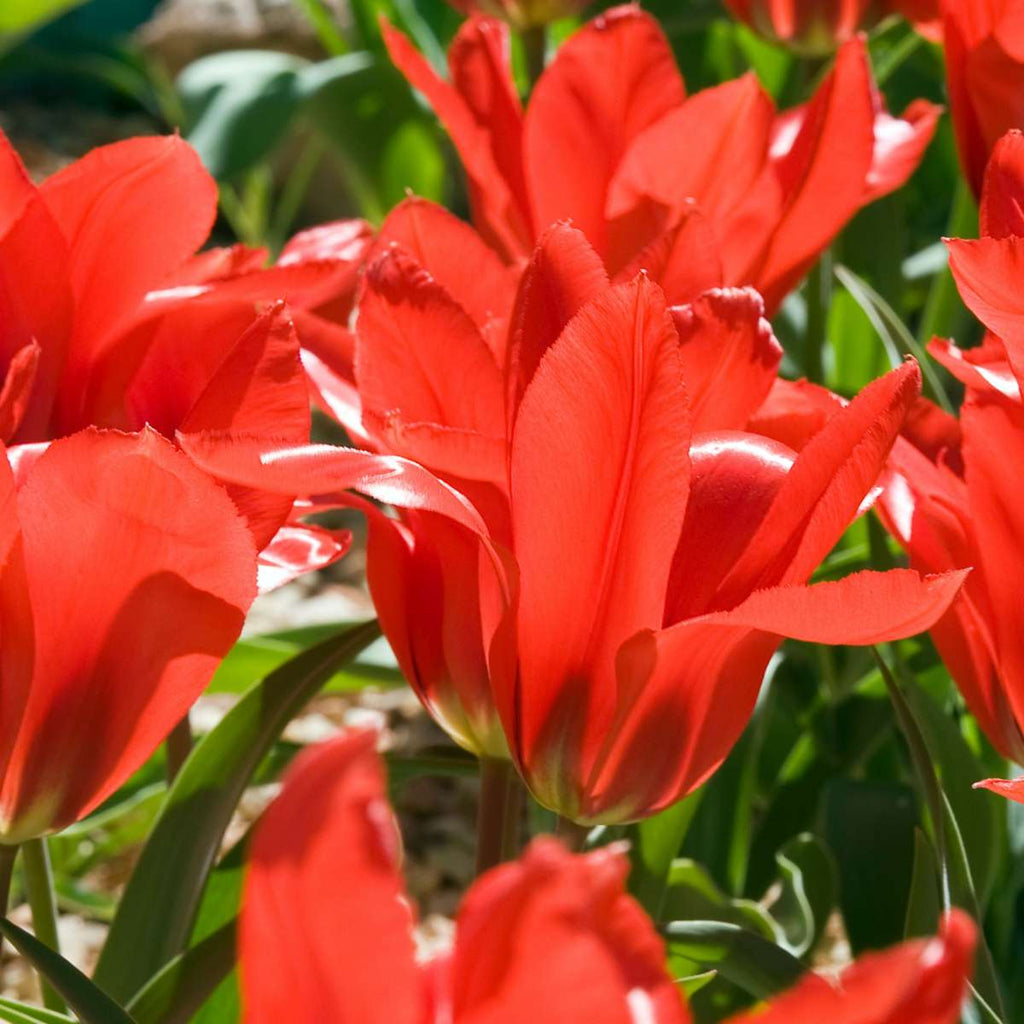 Bulbi de flori olandezi - 250 buc - Tulipa, Narcissus, Scilla, Allium, Muscari