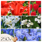 Bulbi de flori olandezi - 250 buc - Tulipa, Narcissus, Scilla, Allium, Muscari