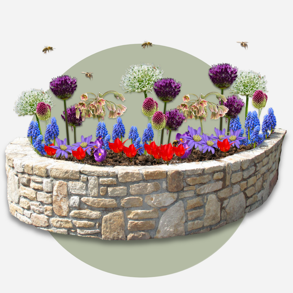 Anemonele - 80 buc - Anemon Chionodoxa Muscari Nectar.Tulipa - Bulbi de flori