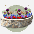 Anemonele - 80 buc - Anemon Chionodoxa Muscari Nectar.Tulipa - Bulbi de flori